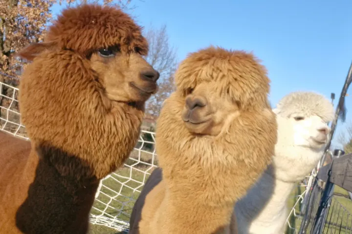 Alpaki: Przyjaciele dla każdego