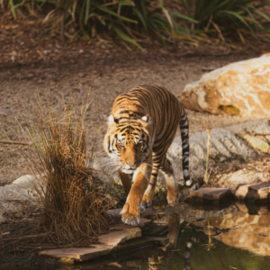 Zoo Safari Borysew i Dolina Skrzat&oacute;w